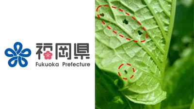 【特殊報】ホオズキにタバコノミハムシ　県内で初めて確認　福岡県