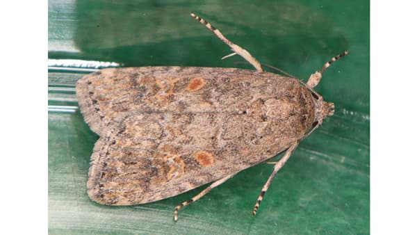 【注意報】シロイチモジヨトウ　全道で多発に注意　北海道