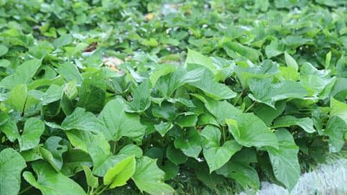 【注意報】サツマイモ基腐病　県本土・熊毛地域で早発のおそれ　鹿児島県