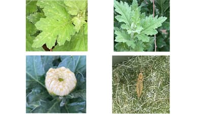 【特殊報】キクにクロゲハナアザミウマ　県内で初めて確認　島根県