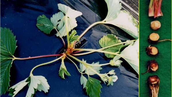 【注意報】いちごに炭疽病　県下全域で多発のおそれ　愛媛県