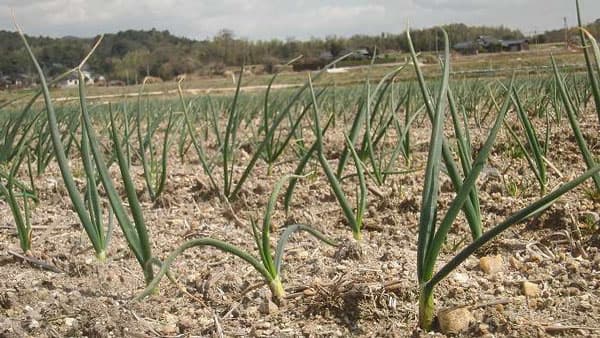 【注意報】タマネギべと病　県内全域で多発のおそれ　山口県