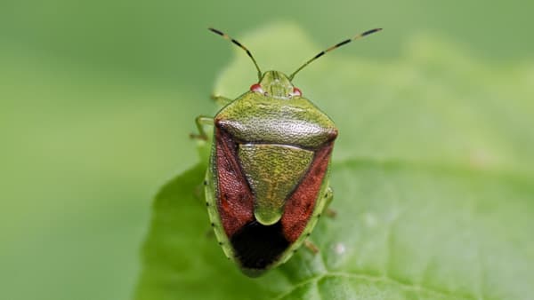 【注意報】カキ、ナシ、リンゴ、ミカン等に果樹カメムシ類　県下全域で多発のおそれ　岐阜県