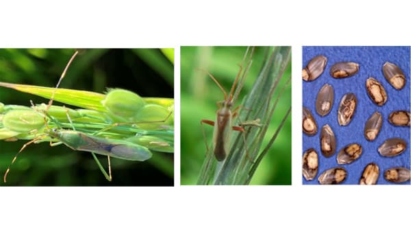 【注意報】大型斑点米カメムシ類、カスミカメムシ類　多発に注意　千葉県