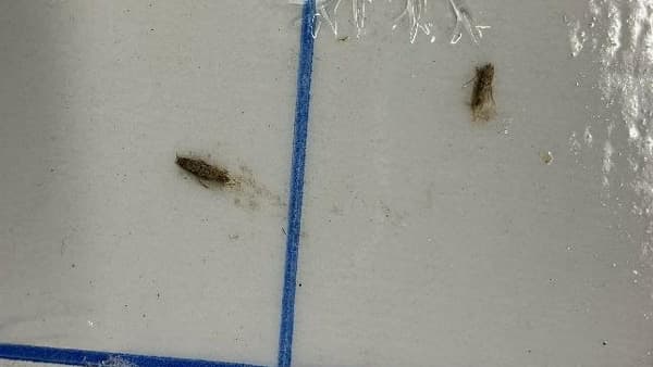 【特殊報】トマトキバガ　県内で初めて確認　千葉県