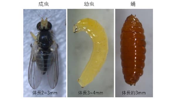 ネギに「ネギハモグリバエB系統」県内で初めて確認