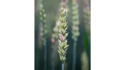 【注意報】麦類に赤かび病　県内全域で多発のおそれ　滋賀県