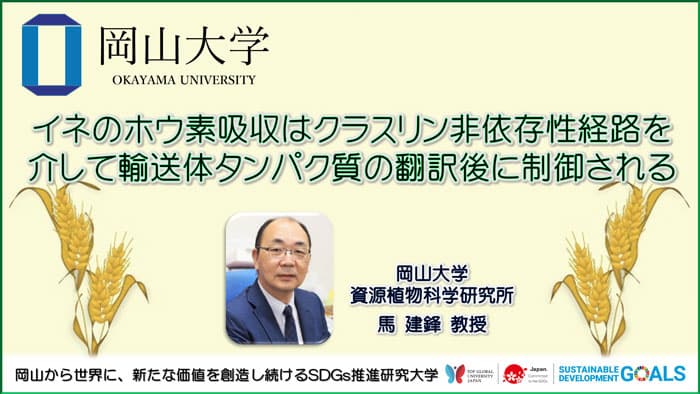 イネのホウ素吸収はクラスリン非依存性経路を介して輸送体タンパク質の翻訳後に制御　岡山大学