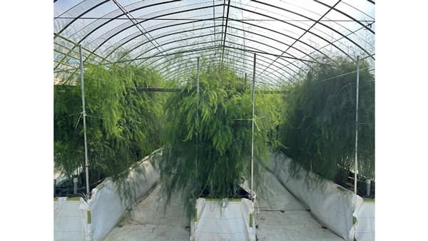 アスパラガス高畝栽培×スマート農業　壱岐市で実証ほ場を開場　ゼロアグリ