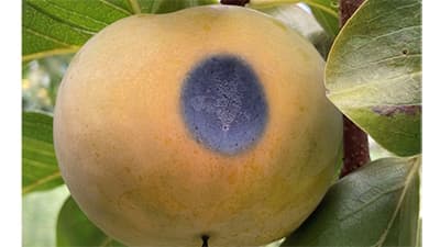 【注意報】カキに炭疽病　県内全域で多発のおそれ　島根県