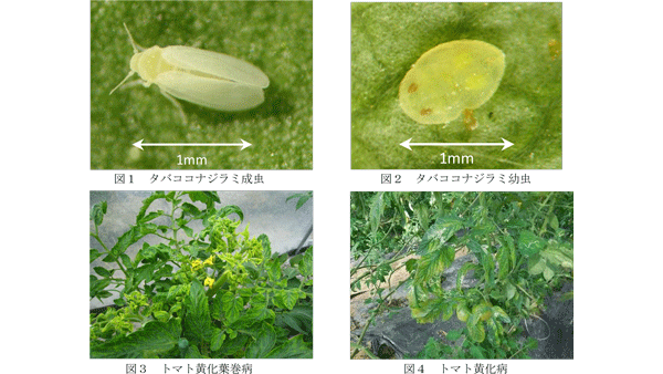 【注意報】トマト、なすにコナジラミ類　県北部で多発のおそれ　徳島県