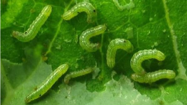 【注意報】ハスモンヨトウ　県内全域で多発のおそれ　長野県