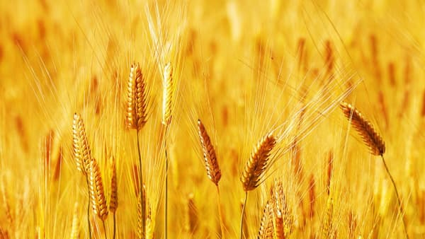 ビール大麦試験圃場へのバイオ炭施用　効果検証へ共同研究開始　キリン