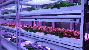 10周年記念事業公開講座「食料問題に対応する新しい野菜生産の形」開催　明治大学