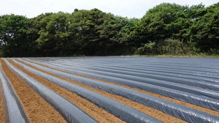 サツマイモ基腐病の防除徹底を　鹿児島県が防除暦を全農家に配布へ