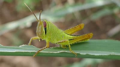 【注意報】さとうきびにタイワンツチイナゴ　南大東島で多発のおそれ　沖縄県