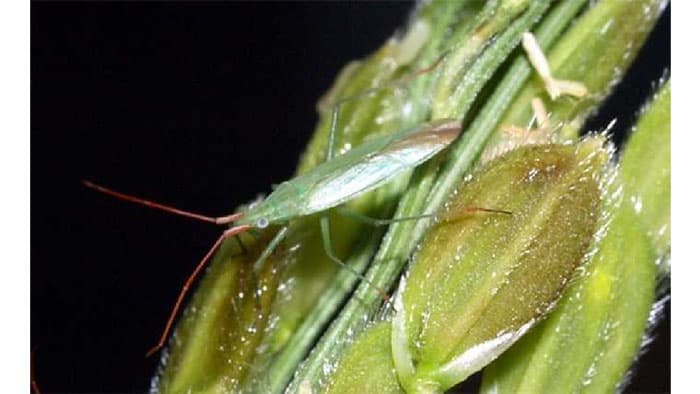 いね 斑点米カメムシ類　県下全域でやや多発