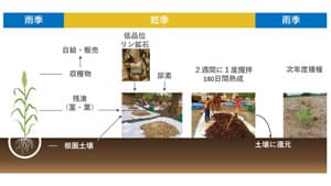低品位リン鉱石を活用　有機肥料製造技術を開発　化学肥料と同等の増収効果　国際農研