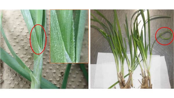 【特殊報】ニラ栽培ほ場でニラフシダニ　県内で初めて発生　群馬県