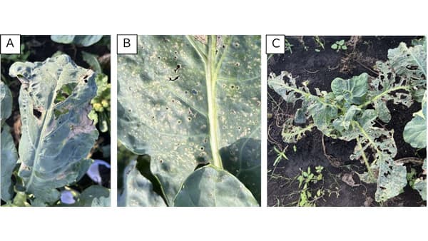 【注意報】ブロッコリー黒斑細菌病　県中西部で多発のおそれ　鳥取県