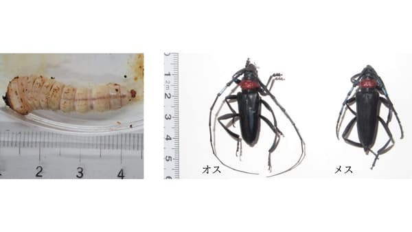 【特殊報】ウメにクビアカツヤカミキリによる被害　県内で初めて確認　三重県