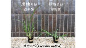 「足元で起きる進化」1種の形態進化が変える植物群集の多様性を明らかに　千葉大学