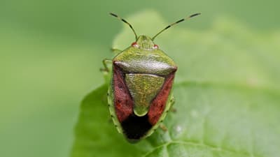 【注意報】果樹カメムシ類　7月下旬以降に被害急増のおそれ　福岡県