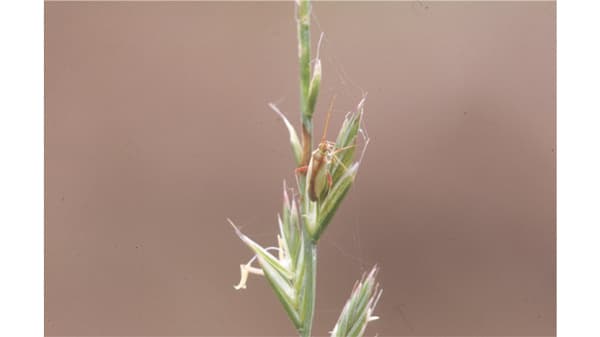 【注意報】イネに斑点米カメムシ類　県内全域で多発のおそれ　鳥取県