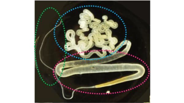 カイコのシルク生産を担う絹糸腺　全遺伝子の発現量を解析　データを公開