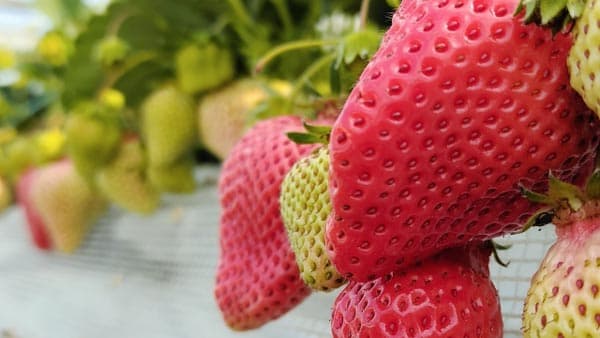 イチゴにアザミウマ類　県内全域で発生