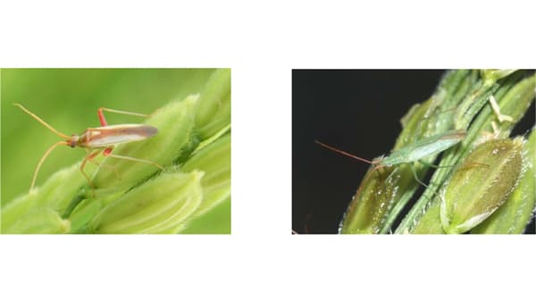 【注意報】いねに斑点米カメムシ類　全域で多発のおそれ　山形県