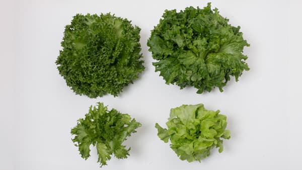 完全人工光型植物工場「AN」初導入　福井県おおい町で10月から栽培開始　MCAS