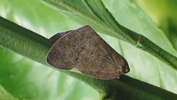 【特殊報】チュウゴクアミガサハゴロモ　県内の果樹全般で初確認　山口県