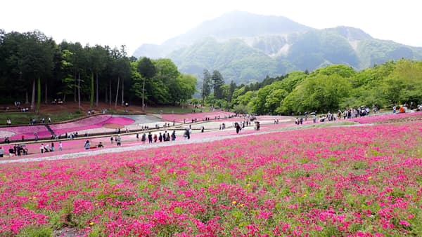 40万株の芝桜が満開　秩父・羊山公園　マルシェもにぎわい