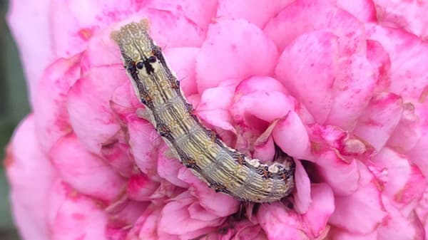 【注意報】野菜類、花き類にチョウ目害虫　県下全域で多発のおそれ　愛媛県