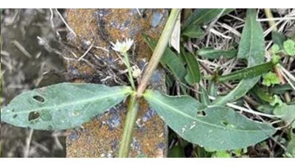 【特殊報】ナガエツルノゲイトウ　県内で初めて確認　群馬県