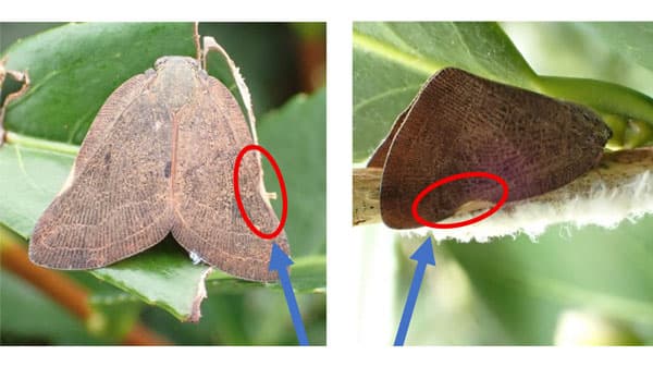 【特殊報】チュウゴクアミガサハゴロモ　府内のミカン園などで初確認　京都府