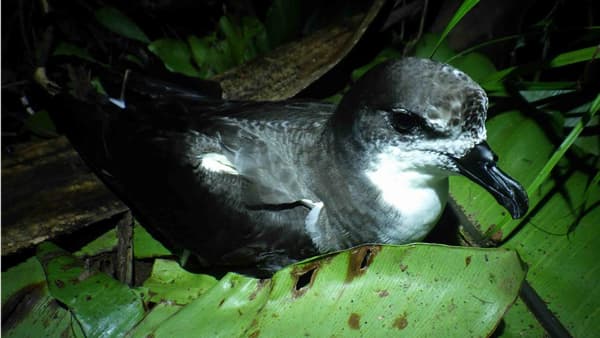 鳥は海から陸に肥料を運び、肥料は150年で流れ去る　原生自然の窒素循環を明らかに