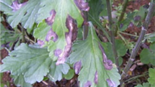 小ギクに黒斑・褐斑病　多発のおそれ