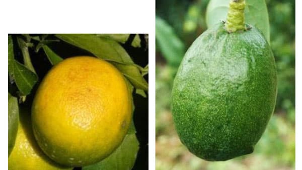 温暖化に対応したミカンとアボカドの適地予測マップを開発　農研機構