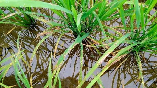 イネいもち病　県内全域で多発のおそれ