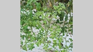 日本初確認「ベゴモウイルス」沖縄のトマトで特定　海外からのウイルス侵入に警鐘　近畿大学