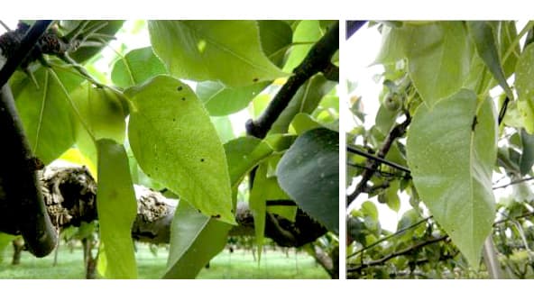 ナシ黒星病　県下全域で多発生に注意