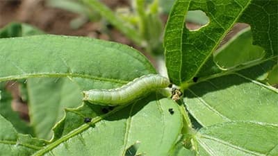 【注意報】ネギ、ブロッコリー、ダイズにシロイチモジヨトウ　県内全域で多発のおそれ　埼玉県