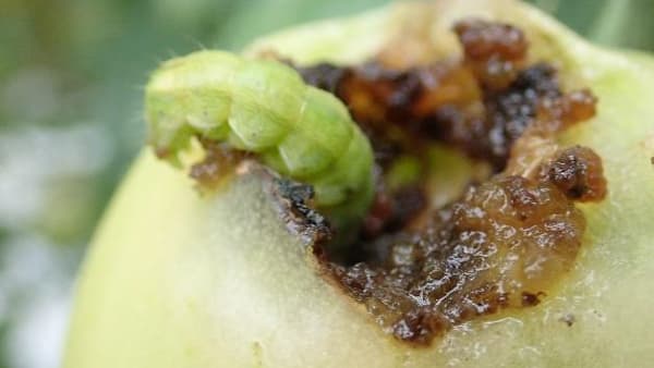 トマト・ネギ・ブロッコリーなど　8月の主な病害虫対策を公表