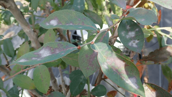 ブルーベリー類うどんこ病　県内で初めて確認