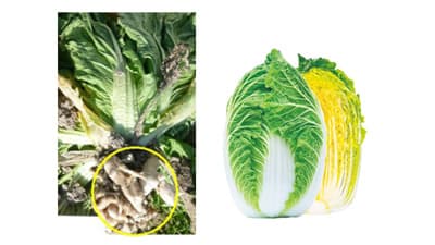 根こぶ病抵抗性のハクサイ新品種を開発　成果を紹介　生研支援センター