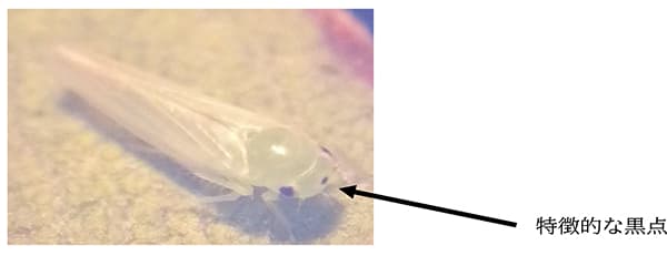 ウメにモモヒメヨコバイ　県内で初めて確認