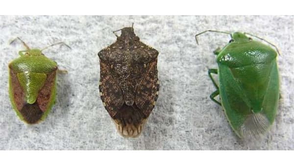 【注意報】りんご、なしに果樹カメムシ類　県内全域で多発のおそれ　宮城県