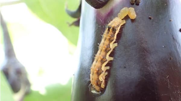【注意報】野菜類・花き類にチョウ目害虫　県内全域で多発のおそれ　埼玉県
